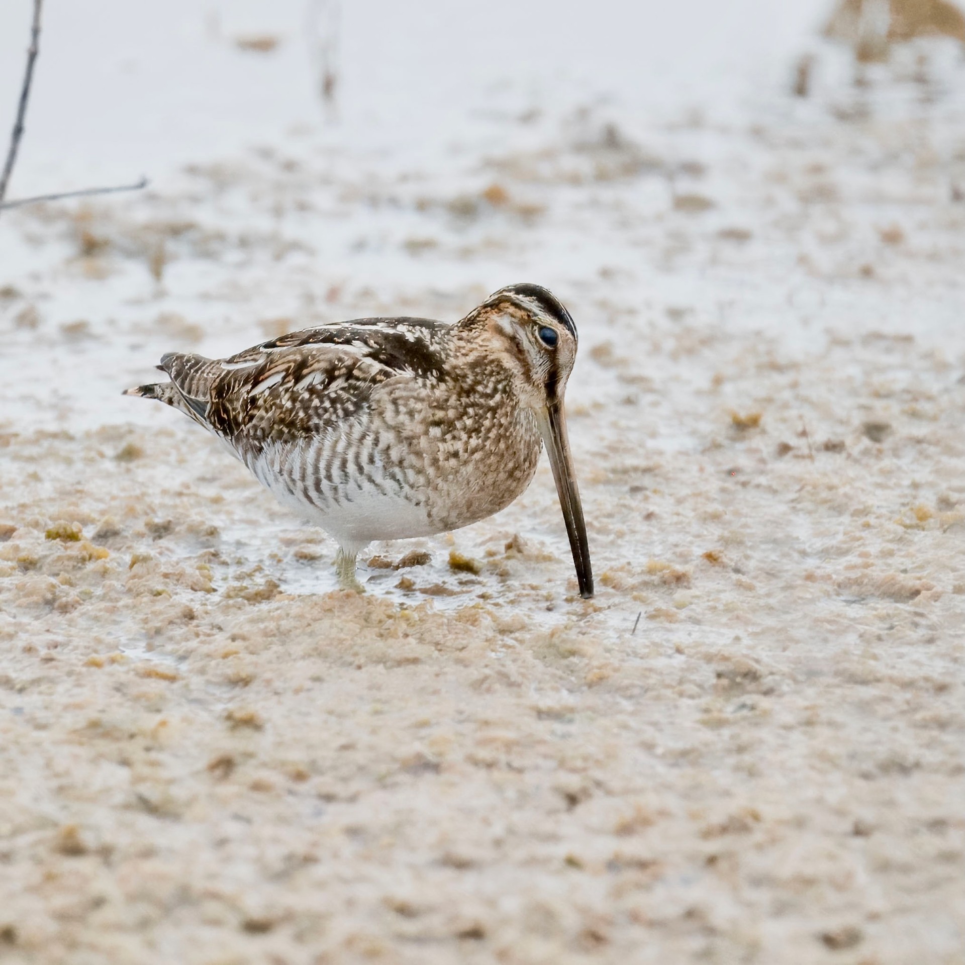 Wilson's snipe merritt island nwr 1.22.24 DSC 2683-topaz-denoiseraw-sharpen.jpg by lwolfartist is licensed under CC 2.0